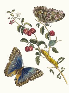 American Cherries. From the Book Metamorphosis insectorum Surinamensium