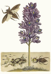 Eichhornia Crassipes from the Book Metamorphosis Insectorum Surinamensium by Maria Sibylla Merian