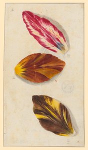 Single Tulip Petals