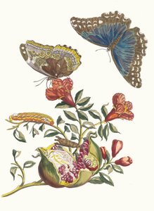 Grenadier. From the Book Metamorphosis insectorum Surinamensium