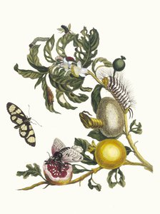 Guajaves. From the Book Metamorphosis insectorum Surinamensium