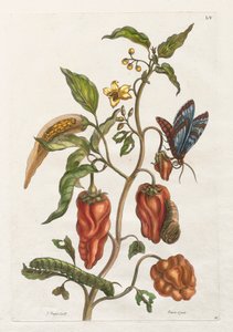 General History of the Insects of Suriname and Europe: Vol I, No. 55 - Indian Pepper