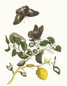 Limonier. From the Book Metamorphosis insectorum Surinamensium