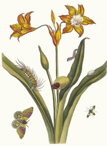 Lis Rouge. From the Book Metamorphosis insectorum Surinamensium