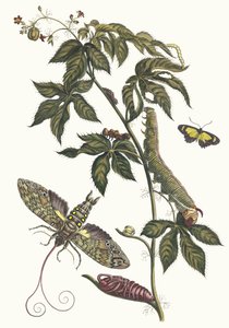 Ricinus d