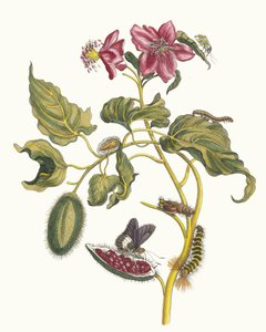 Rocu from the Book Metamorphosis Insectorum Surinamensium