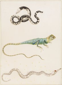 South American smallhead worm lizard, iguana or East Indian tree lizard and pipefish by Maria Sibylla Merian