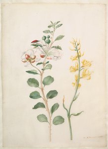 Study of Capers, Gorse, and a Beetle by Maria Sibylla Merian