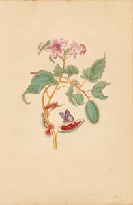 The Rocu Tree with Caterpillars, Moths, and Butterflies