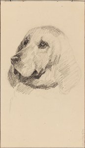 Head of a Dog by Maria Wiik