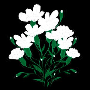 White Carnations, 2020