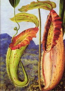 A New Pitcher Plant from the Limestone Mountains of Sarawak, Borneo by Marianne North