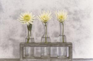 Dahlias In Glass Vases