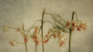 Delicate Botanical Stems
