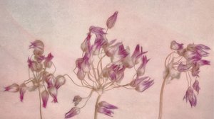 Delicate Dried Blooms