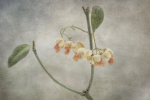 Delicate Pastel Blooms