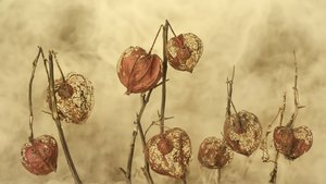 Dried Autumn Lanterns