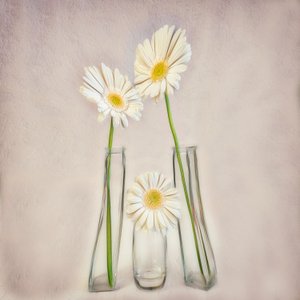 Elegant White Gerberas