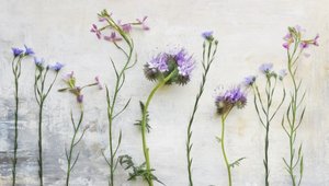 Ethereal Wildflower Stems