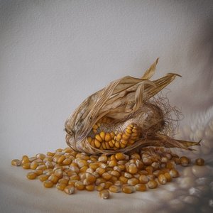 Golden Corn Harvest