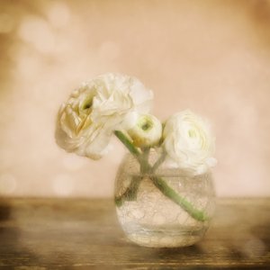 Soft Ranunculus Bloom