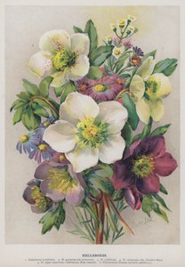 Hellebores by Marie Low