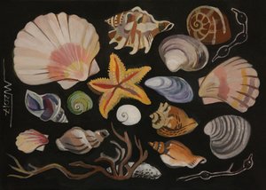 Seashell Collection by Marina Gorkaeva