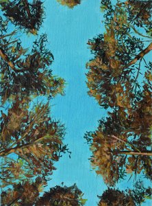 Autumn Trees Looking Up