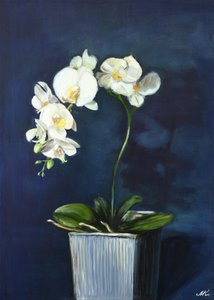 Elegant White Orchids by Marina Kozyr