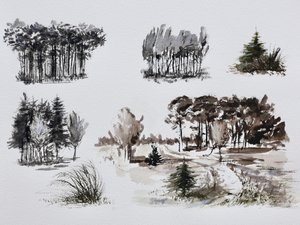 Forest Tree Studies