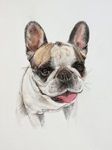 Happy French Bulldog