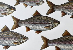 Swimming Fish Illustration