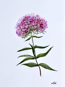 Vibrant Botanical Bloom
