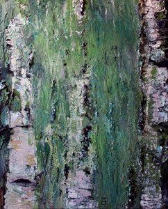 Green Mossy Birch Bark