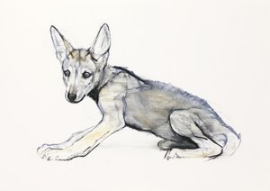 Adolescent Arabian Wolf Pup by Mark Adlington