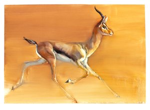 Arabian Gazelle by Mark Adlington