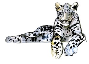 Arabian Leopard, 2008
