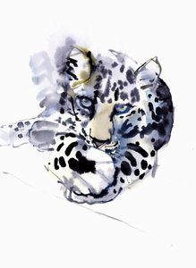 Arabian Leopard, 2008