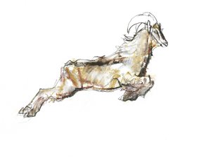 Arabian Tahr, 2009