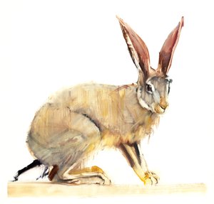 Cape Hare by Mark Adlington