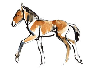 Colt (Przewalski), 2013