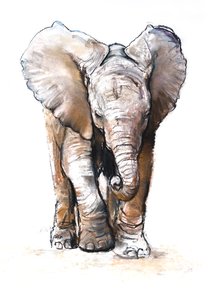 Concentration (Baby Elephant), 2018