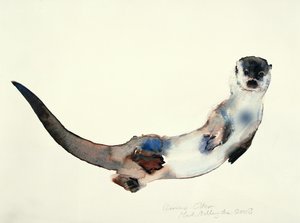 Curious Otter
