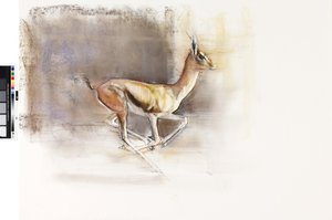 Desert Wind (Arabian Gazelle), 2010 by Mark Adlington