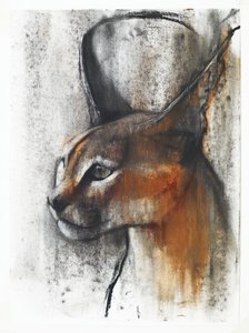 Egyptian (Arabian Caracal), 2009