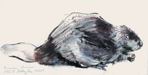 European Beaver (Study) 2001 by Mark Adlington