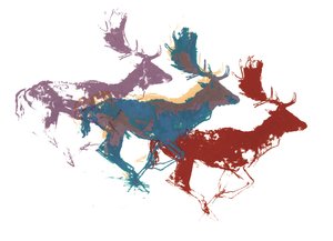 Fallow Bucks (three)