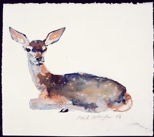 Fawn