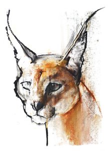 Feline (Arabian Caracal), 2009 by Mark Adlington