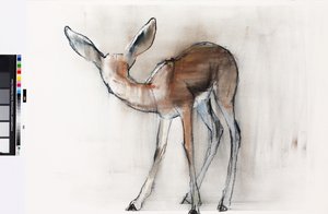 Gazelle Fawn (Arabian Gazelle) 2010